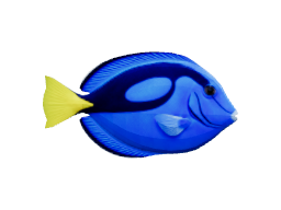 Blue tang