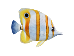 Copperband butterflyfish