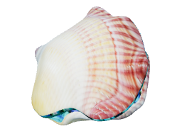 Giant clam