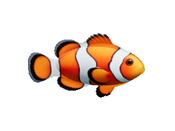 Clownfish