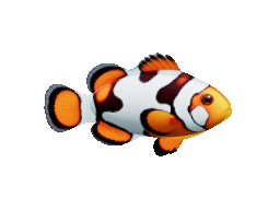Picasso clownfish