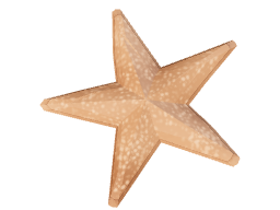 Collectible starfish