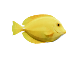 Yellow tang