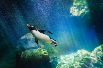 penguin-diving-2021-08-26-16-34-54-utc.jpg